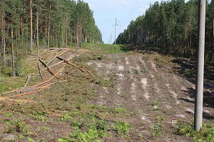 Порубочные остатки на дрова.